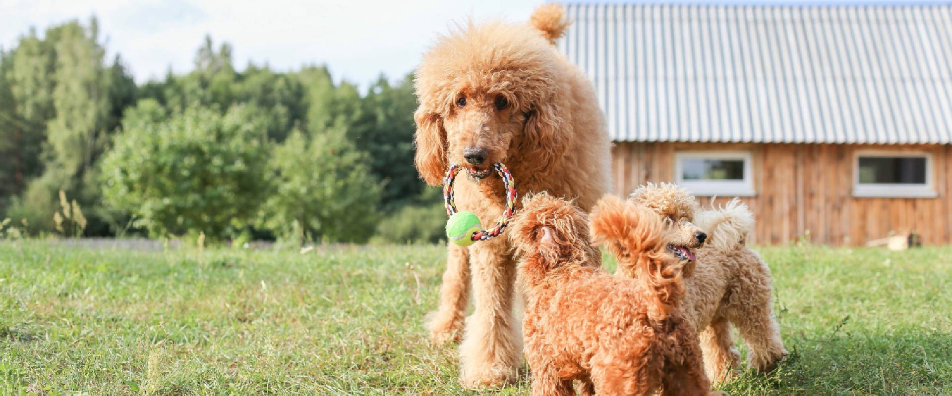 Home breed sale poodles